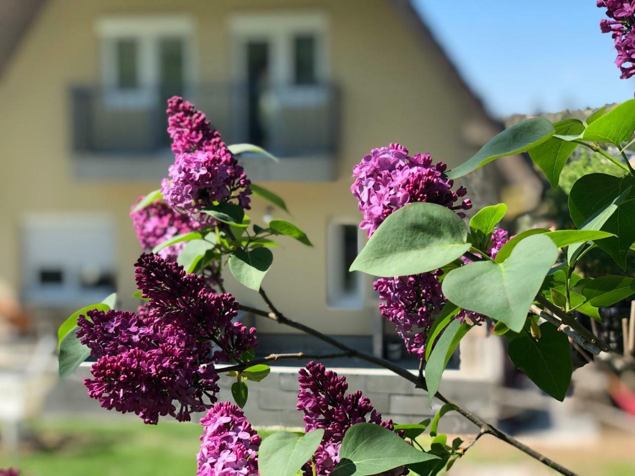 Juno Apartman Vendégház Miskolc Exterior foto